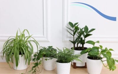 So You Want Houseplants: A Guide for Retirees