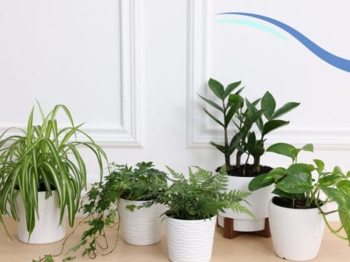 So You Want Houseplants: A Guide for Retirees
