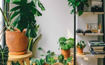 So You Want Houseplants: A Guide for Retirees