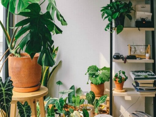 So You Want Houseplants: A Guide for Retirees