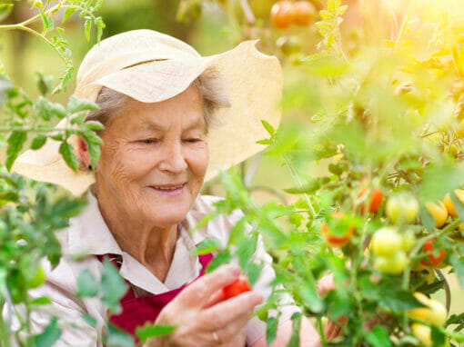 Gardening as Therapy: Cultivating Wellness for Seniors