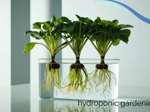 Hydroponic Gardening for Seniors