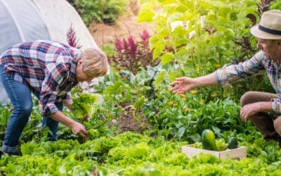 Outdoor Gardening for Seniors: Easy-to-Manage Summer Plants