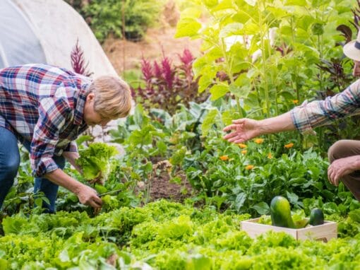 Outdoor Gardening for Seniors: Easy-to-Manage Summer Plants