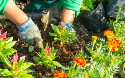 Outdoor Gardening for Seniors: Easy-to-Manage Summer Plants