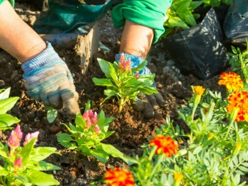 Outdoor Gardening for Seniors: Easy-to-Manage Summer Plants
