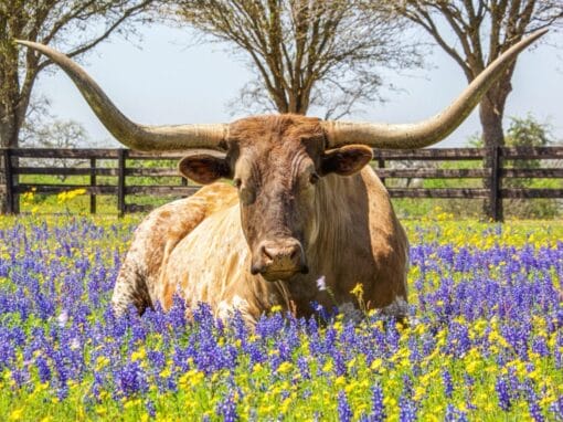 Why Seniors Love Texas: Best Senior Living Communities in Texas