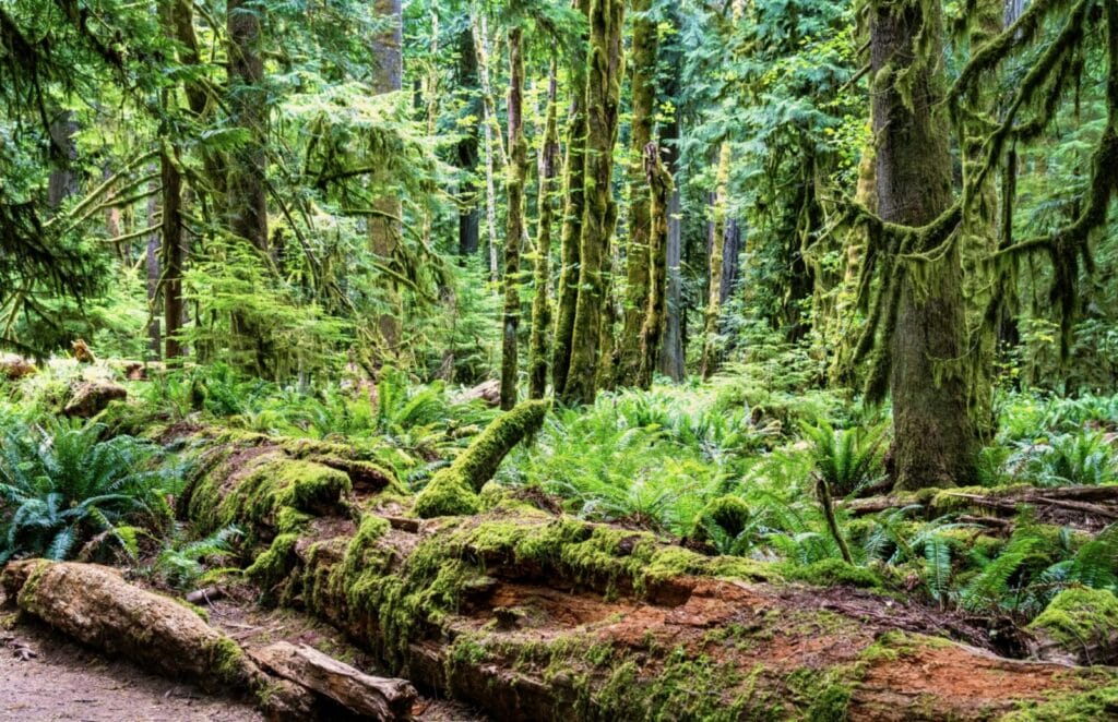 Evergreen trees in Washington State